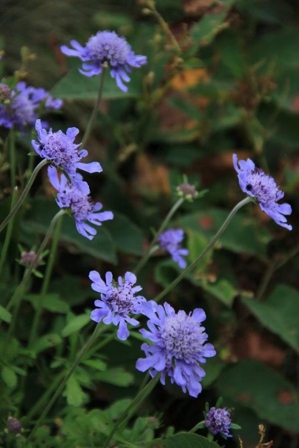 マツムシソウが群生してました